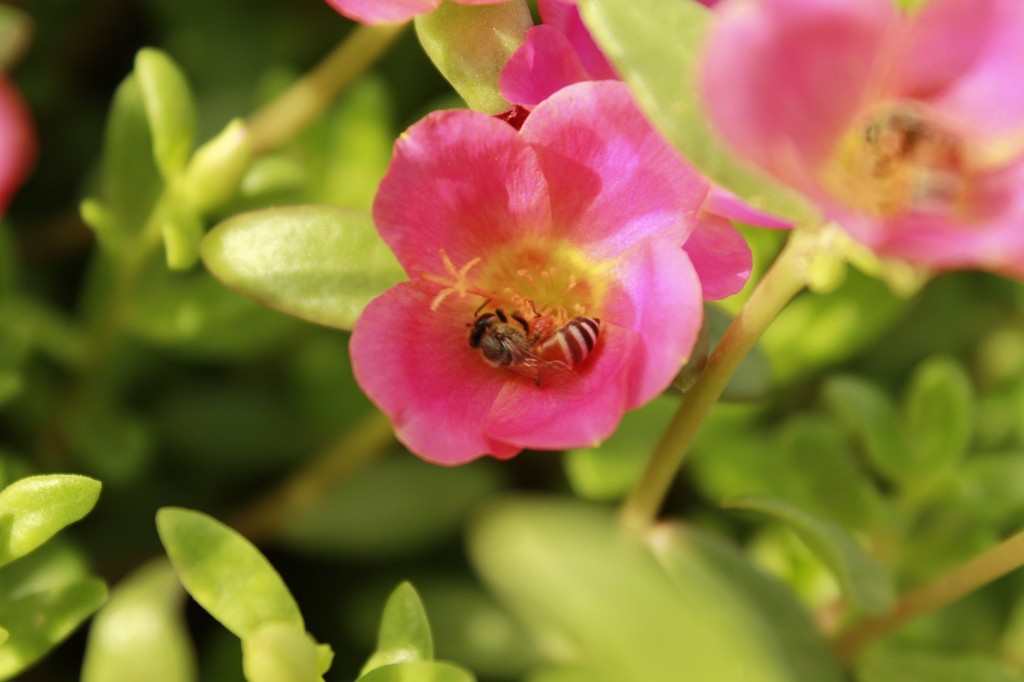 Coiled Bee