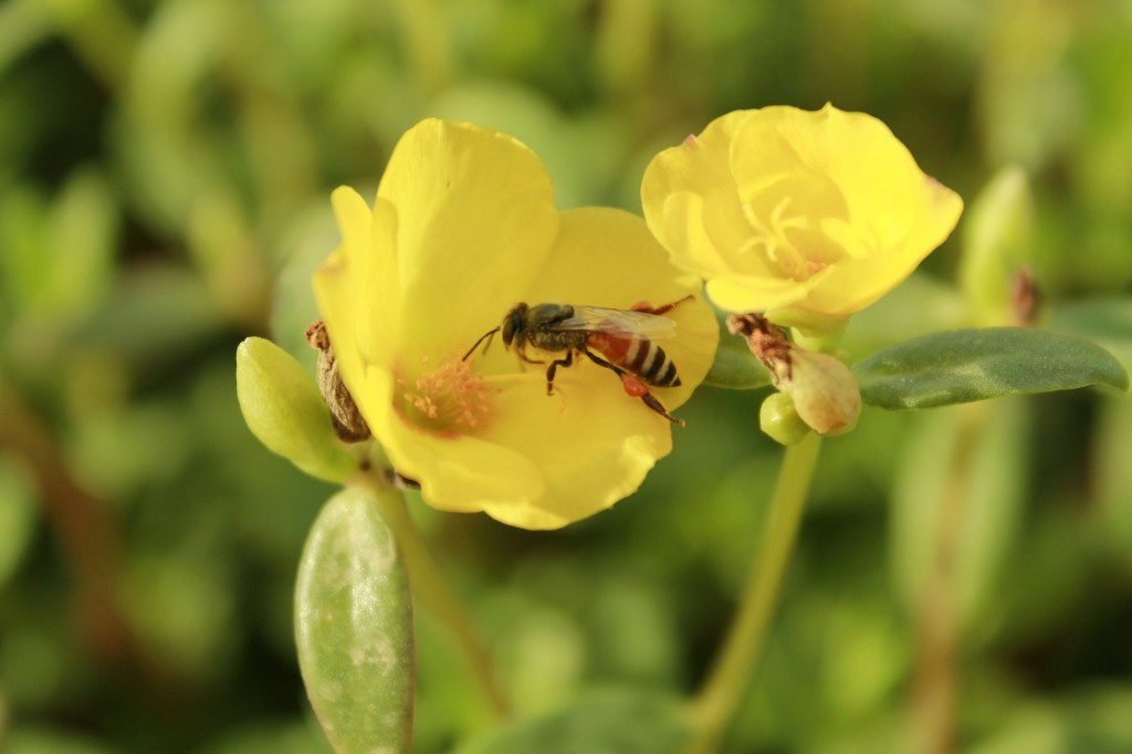Hopping Bee