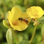Bees on the Block